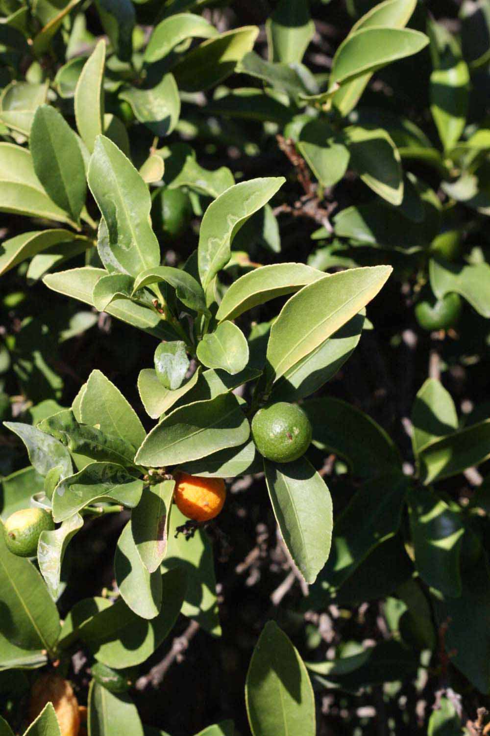              Sun leaves (Riverside, CA)       